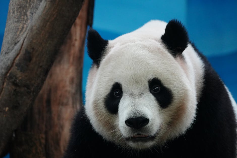 Madrid zoo aquarium kids panda