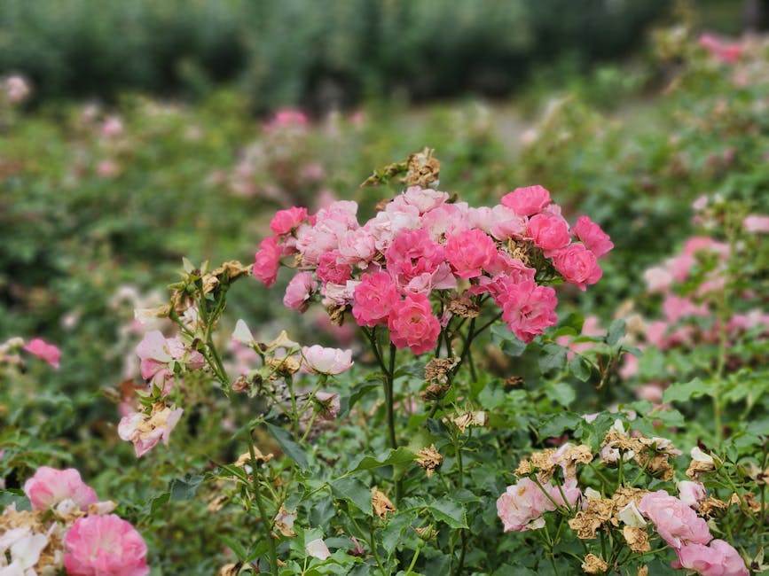 Retiro Park Madrid Complete Guide: Best 2026 UNESCO Site 3 Retiro Park Madrid complete guide Rosaleda rose garden