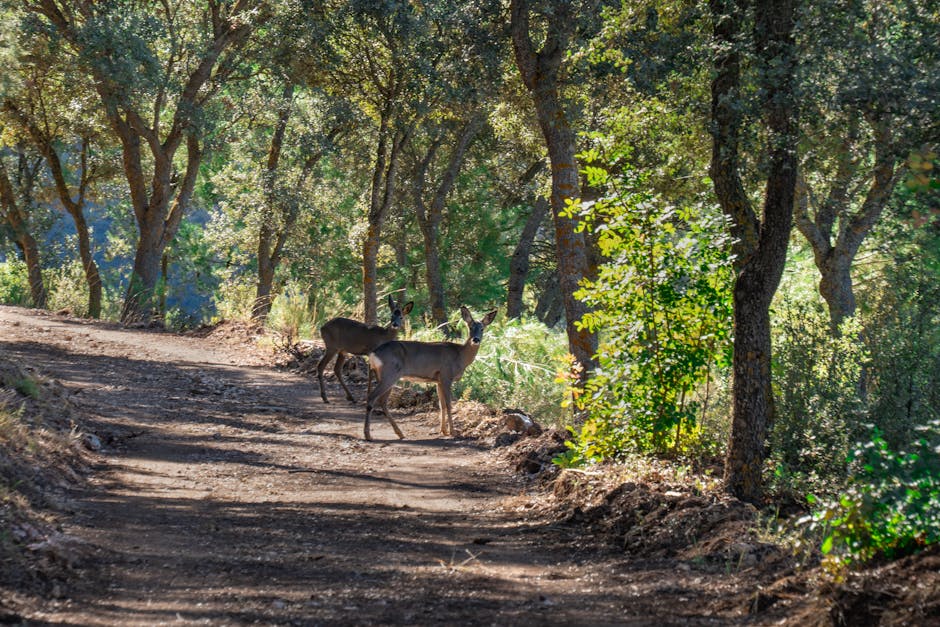 Monte de El Pardo Madrid wildlife