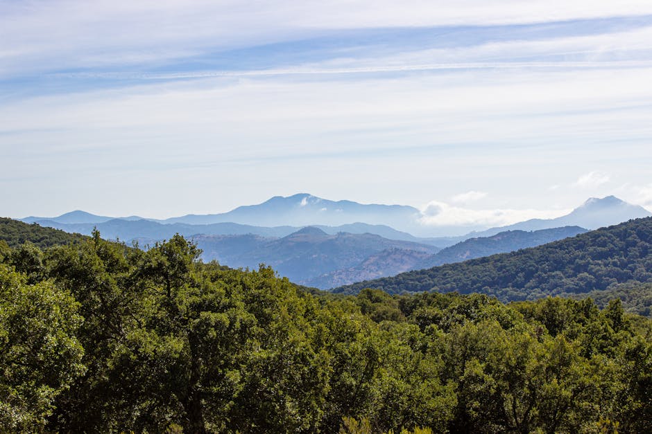 Monte de El Pardo Madrid: Best Royal Forest 2026 Guide 3 Monte de El Pardo Madrid Mediterranean forest